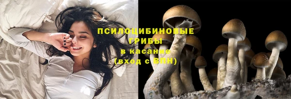 стаф Покачи